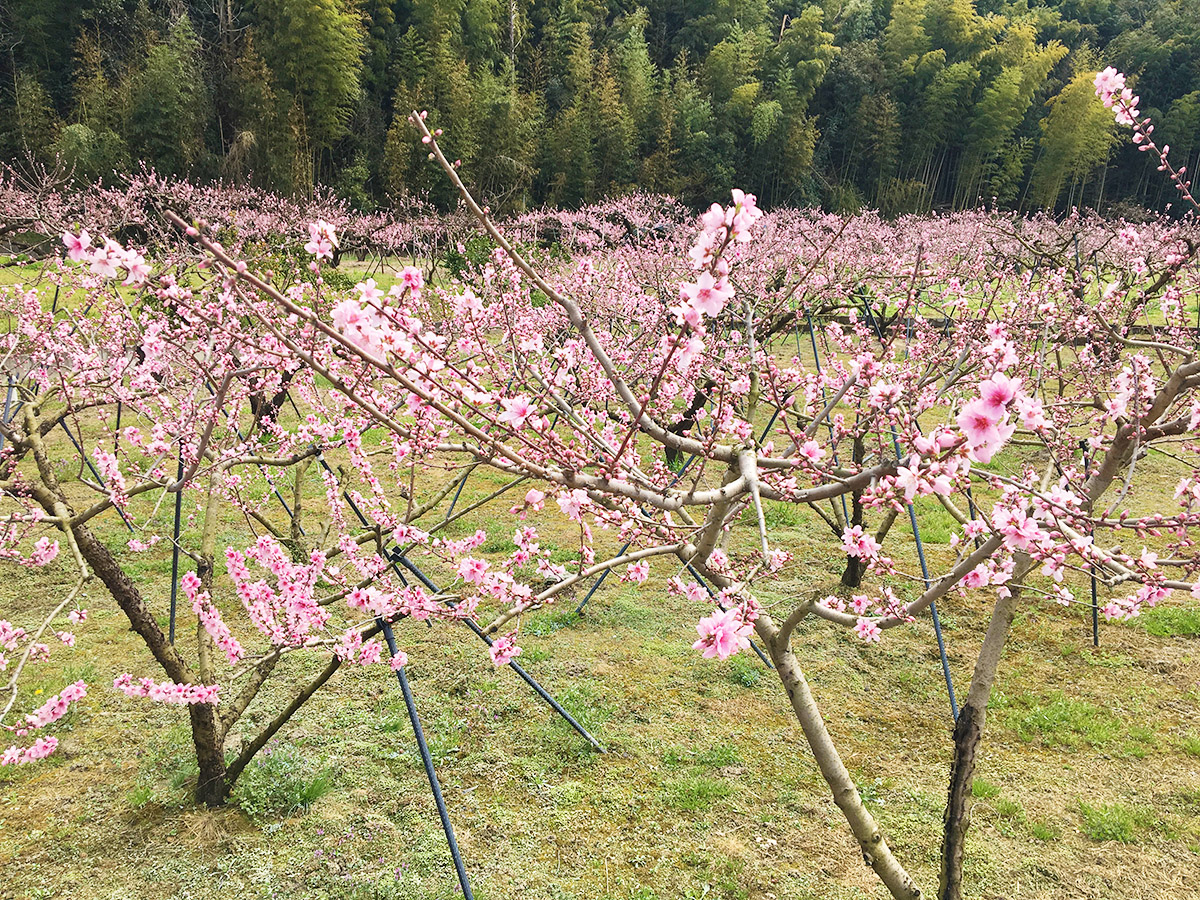 開花情報 紀の川市 桃の花が春の訪れ告げる 19 3 29 和歌山経済新聞