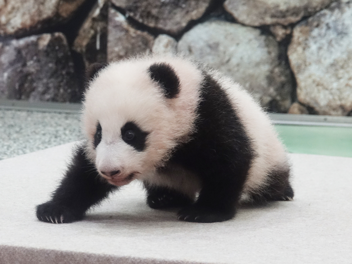 デビュー記念 赤ちゃんパンダ写真館 和歌山経済新聞