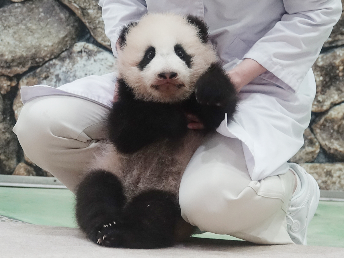 デビュー記念 赤ちゃんパンダ写真館 和歌山経済新聞