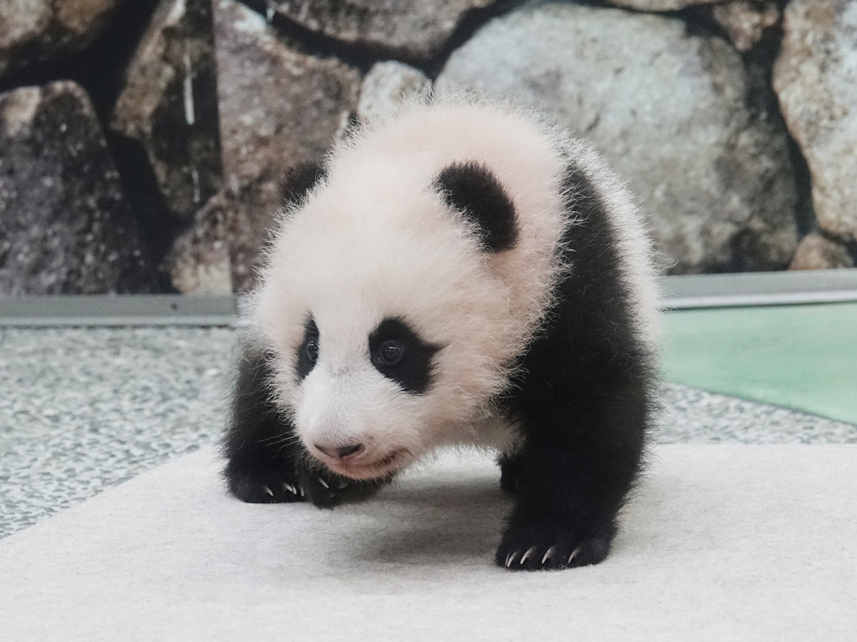 デビュー記念 赤ちゃんパンダ写真館 和歌山経済新聞