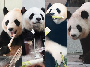 パンダ4頭返還・アドベンチャーワールドのアツい一日 - 和歌山